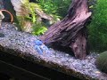 Blue Crayfish/\"Lobster\" sniffing out algae wafer