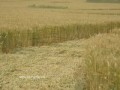 Pewsey White Horse crop circle formation  july 2004