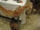Little Dog and Fat Dog