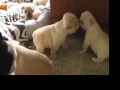 Fench Bulldog puppies with Coco