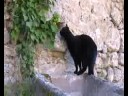 Kitty - PUSA Kitty - PUSA