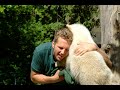 Knut - Devil in Disguise Knut - Devil in Disguise