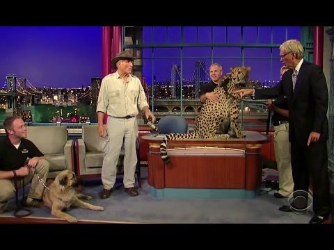 kangal dog - Turkish Dog Kangal Protects The Cheetah From Extinction (The late show ) !!! Turkish Dog | Turkish Dog Kangal | World Strongest Dog in the world | Sivas Kang...