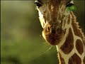 on animal planet's series 