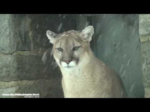puma