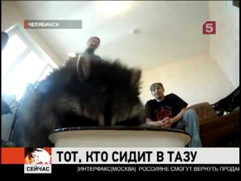 животное енот