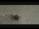 The Night In Town - Sick Puppies ( Music Video) The Night In Town - Sick Puppies ( Music Video)