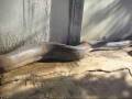 videos de Cobra assassina matando ...