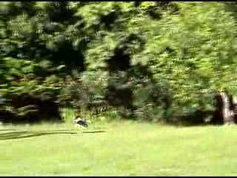 Video de Wild Honey de U2