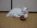 ハイパーマタタビキック