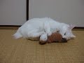 ハイパーマタタビキック