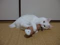 ハイパーマタタビキック