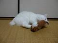 ハイパーマタタビキック