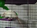 Treat chasing Treat chasing