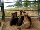 Papa Bear with his friends [bigcat.org]