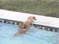 Ver Video