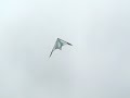 Cometa Neox Eolo Sport