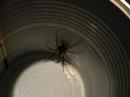 Spider In a Can