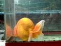 Jade Head Ranchu 2