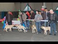 kangaldogs.nl