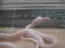 Snake feeding Snake feeding