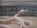 Snake-feeding