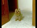 Zeus cantando Flow My Tears 3