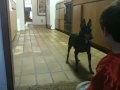 Cobalt and my nephew Dylan playing fetch with a plastic pum