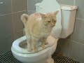 Toilet Trained Cat Toilet Trained Cat