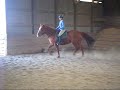 Chestnut Belgian Warmblood Mare for Sale