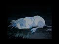 ~the last unicorn nightmare~