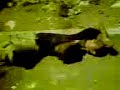 mona mona cts hgo