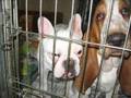 videos de Furbee Puppies and a Frenchie