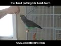 Training a Parrot for a Head Scratch Training a Parrot for a Head Scratch