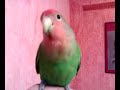 pichy me imita pichy me imita
