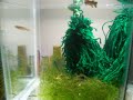 killifish