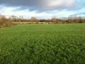 Willow the wippet leaping in the fields