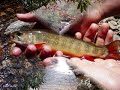 Fly Fishing Pisgah National Forest