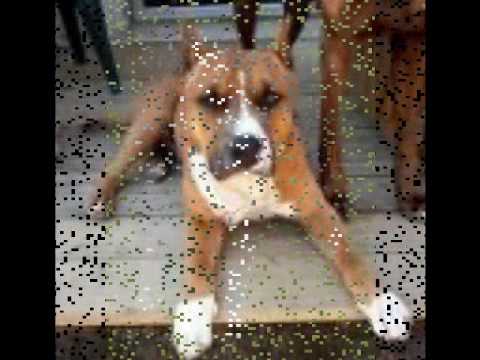 dogo bully