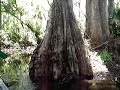 Canoe Ride on the Swamp - Part II
