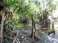 Canoe Ride on the Swamp - Part II