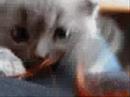 KITTY!