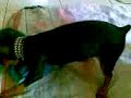 Dog Bangs Stuffed Toy