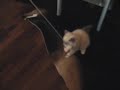 Pepe;,Ragdoll;,kitten;