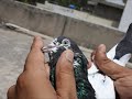 Ustad Ch Junaid K Pure Rampuri Farozpuri Bankay Kabootar-VIDEO-0001555