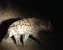 Hyena