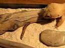 Dusty the Leopard Gecko Eats HUGE Meal Worm