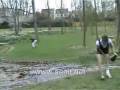 videos de Stupid and dumb people, HILARIOUS, will make you laugh