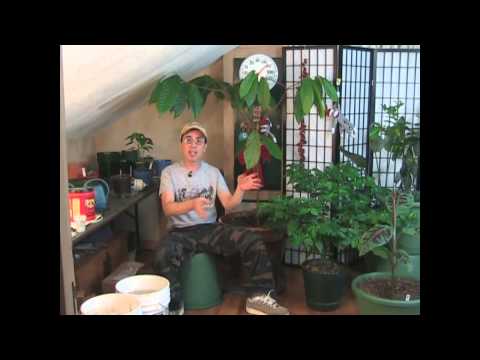 how to care indoor plants