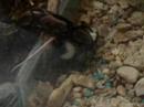 Boa Constrictor eating mouse